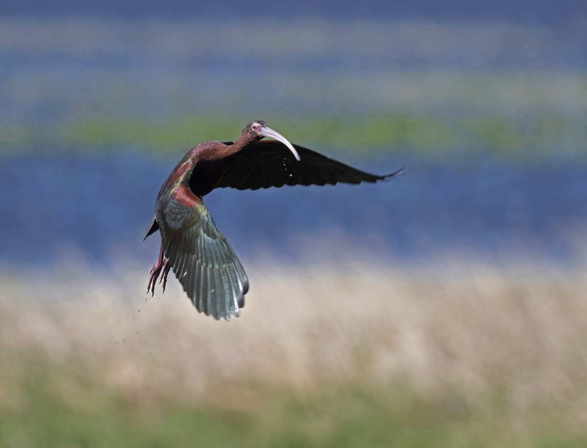 White-faced Ibis - ML646431929