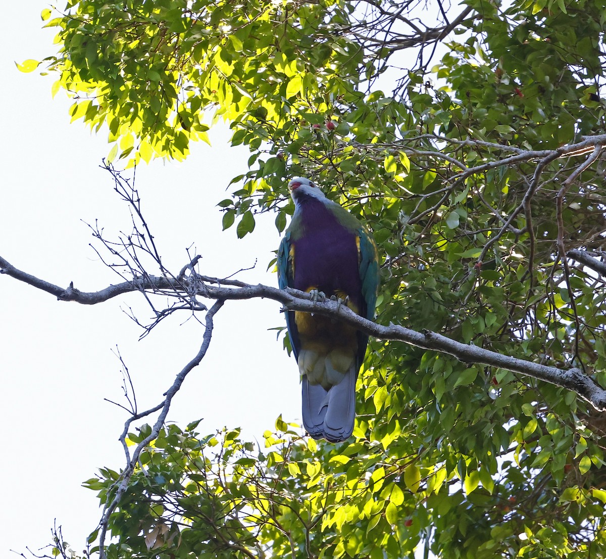 Wompoo Fruit-Dove - ML646431931