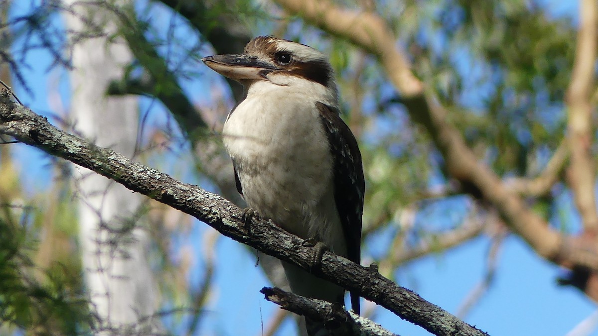 Laughing Kookaburra - ML646431932