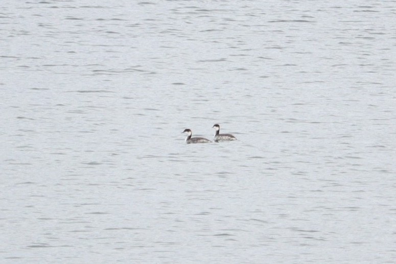 Horned Grebe - ML646431933