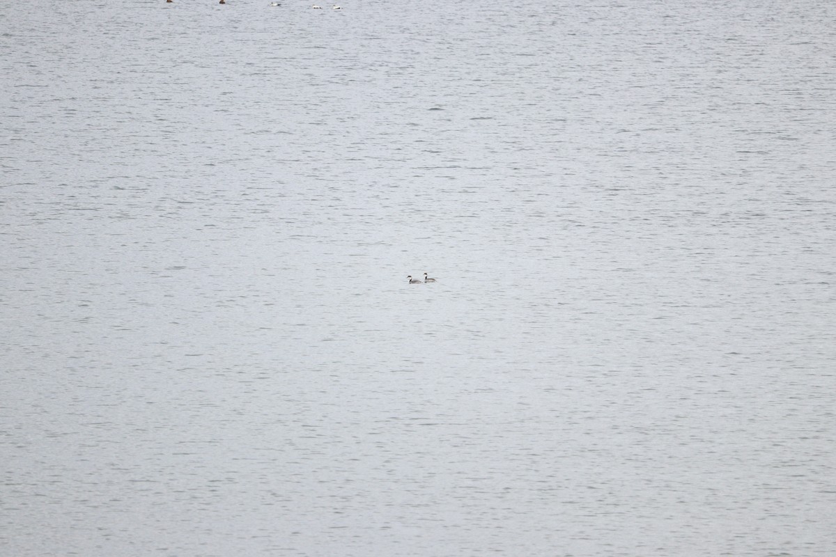 Horned Grebe - ML646431934