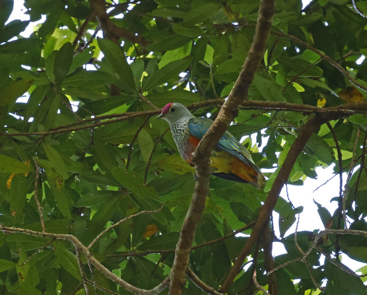 Rose-crowned Fruit-Dove - ML646431935