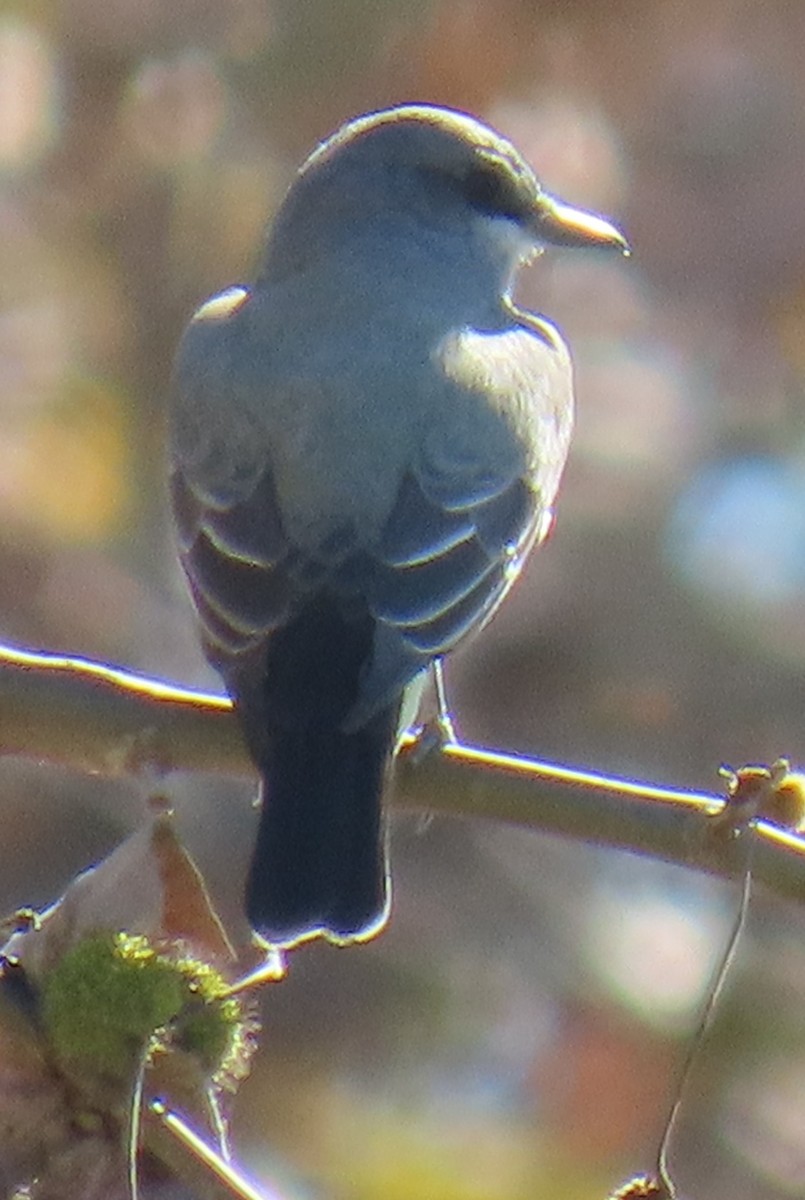 Cassin's Kingbird - ML646431939