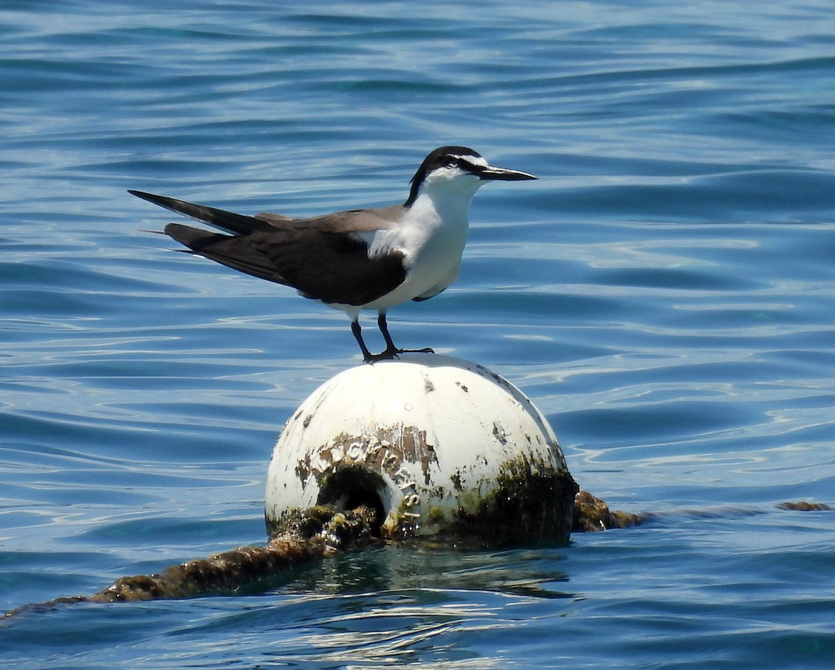 Bridled Tern - ML646431940