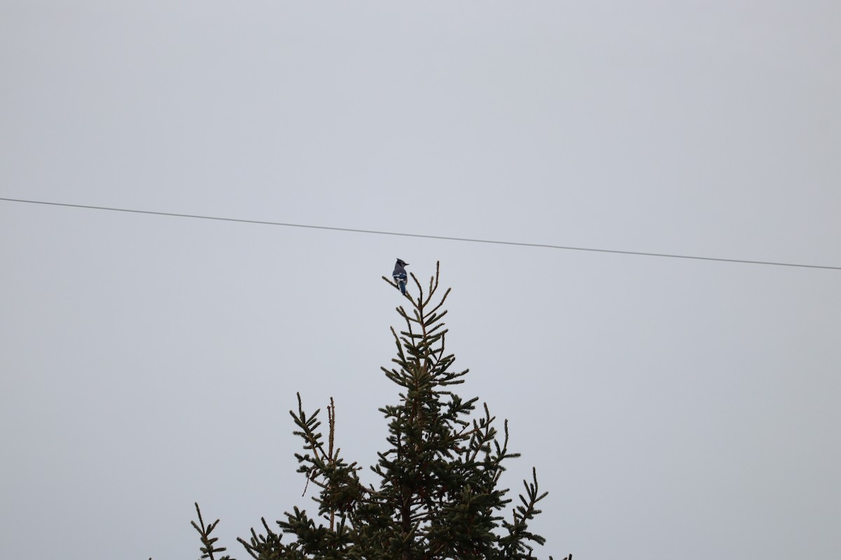 Blue Jay - ML646431943