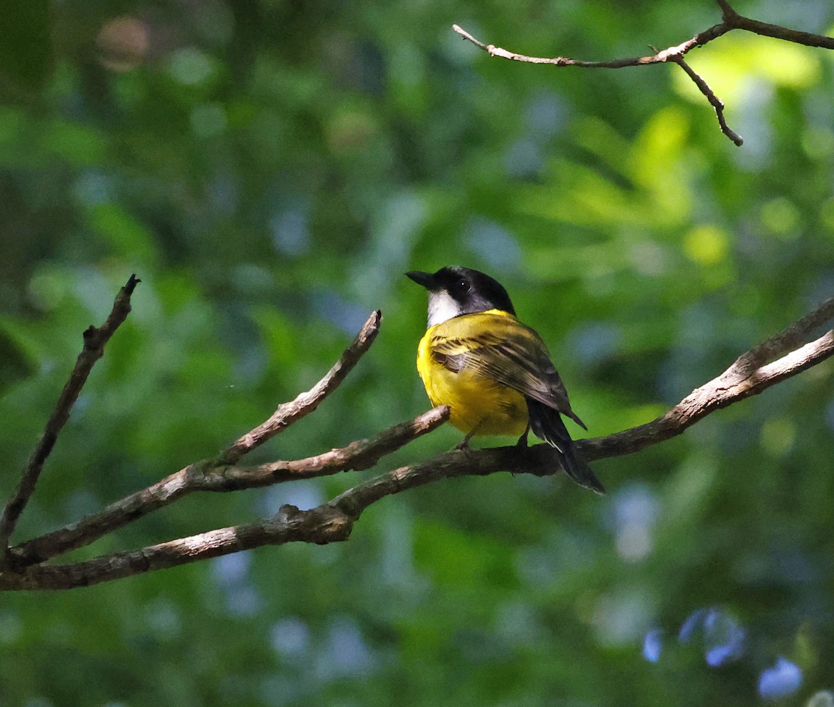 Golden Whistler (Eastern) - ML646431944