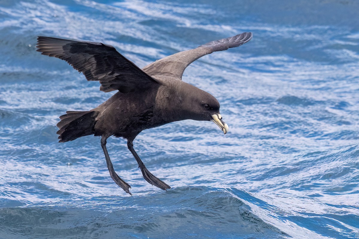White-chinned Petrel - ML646431946
