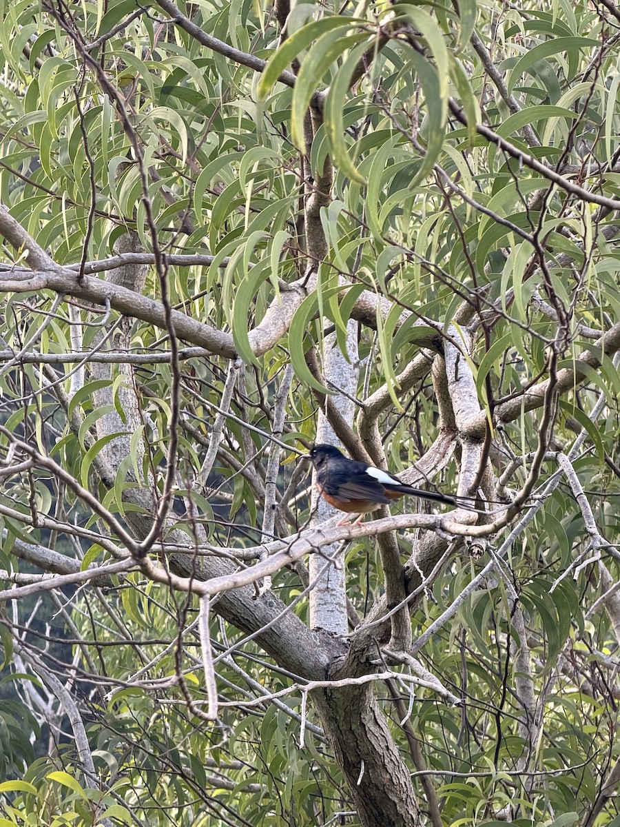 White-rumped Shama - ML646431947