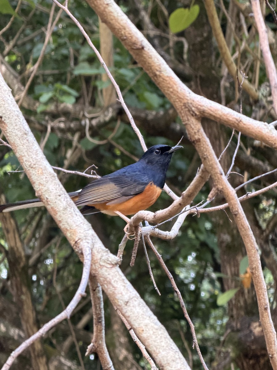 White-rumped Shama - ML646431948
