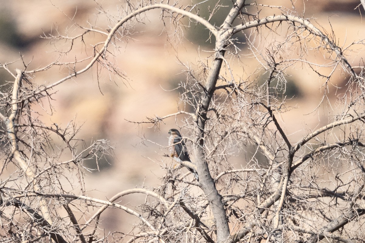 Sharp-shinned Hawk - ML646431949