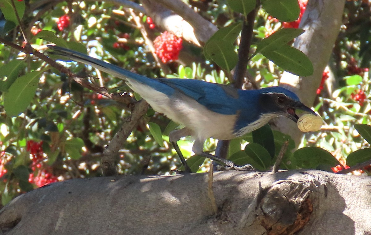 California Scrub-Jay - ML646431951