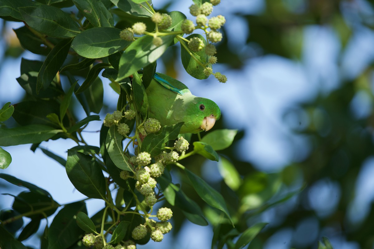 Turquoise-winged Parrotlet - ML646431952