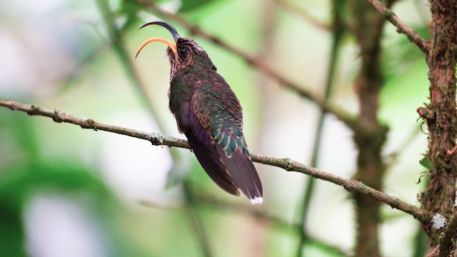 White-tipped Sicklebill - ML646431954