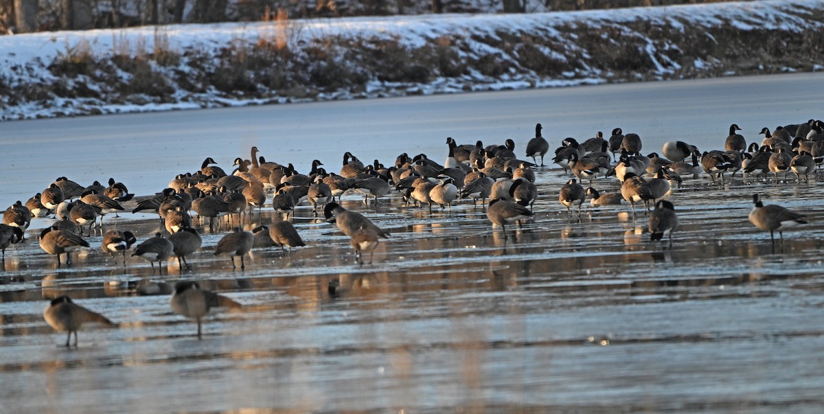 Canada Goose - ML646431955