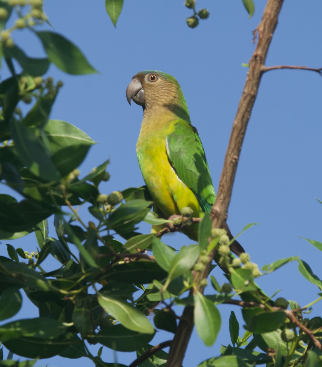 Brown-throated Parakeet - ML646431962
