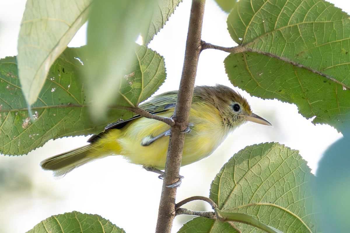 Golden-fronted Greenlet - ML646431964