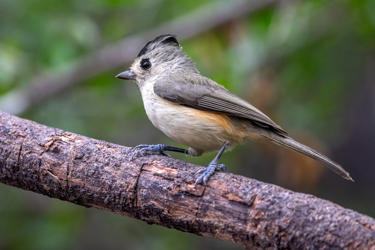 Black-crested Titmouse - ML646431965