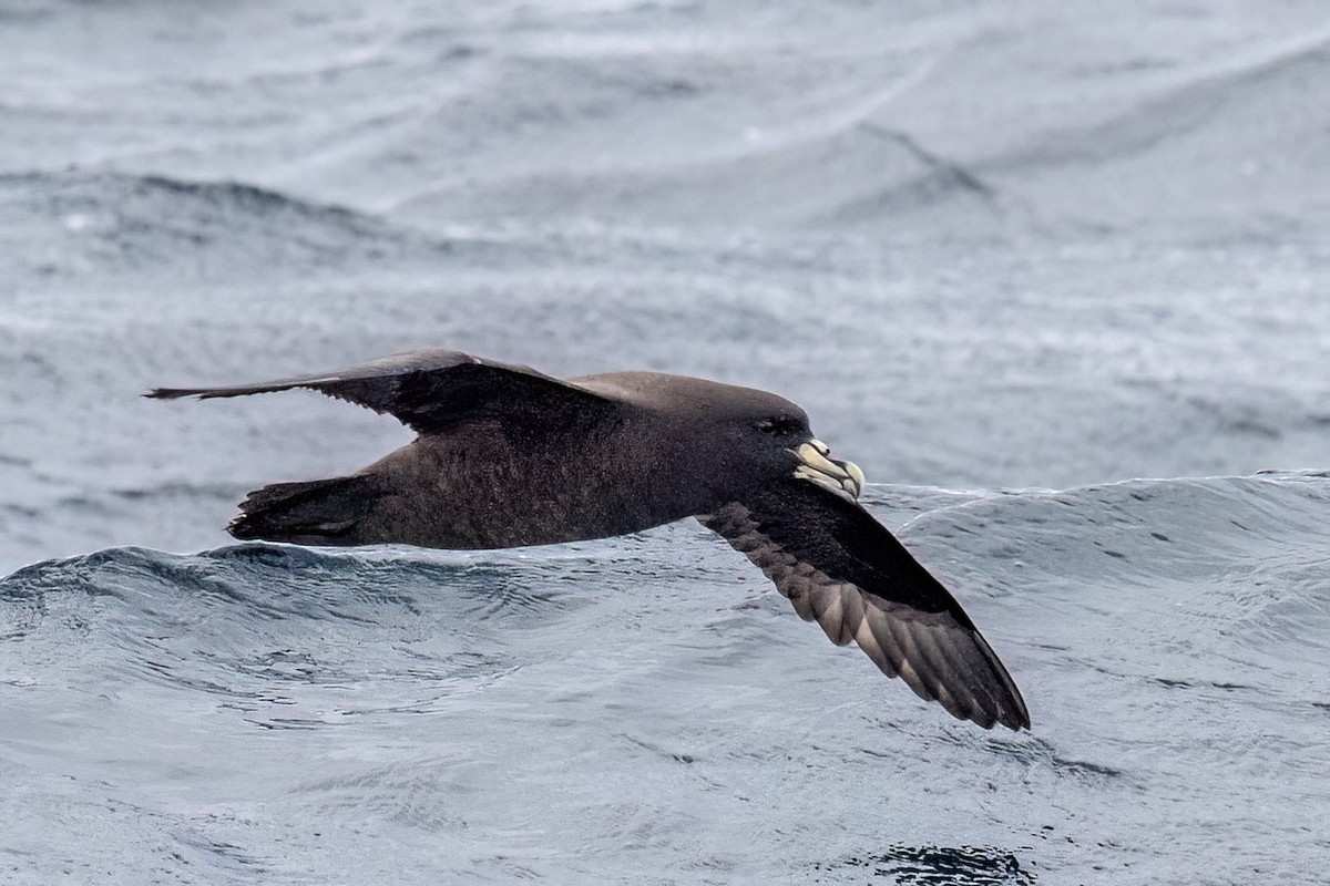 White-chinned Petrel - ML646431966