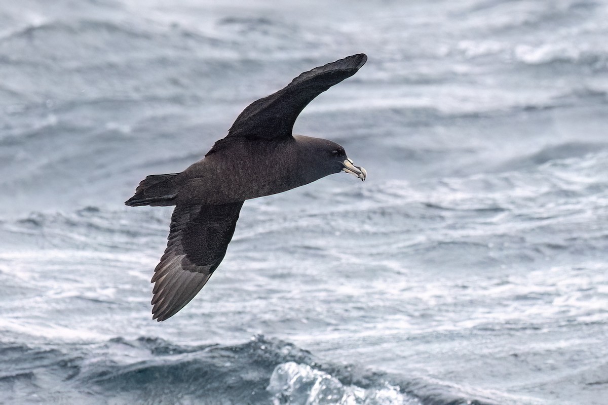 White-chinned Petrel - ML646431967