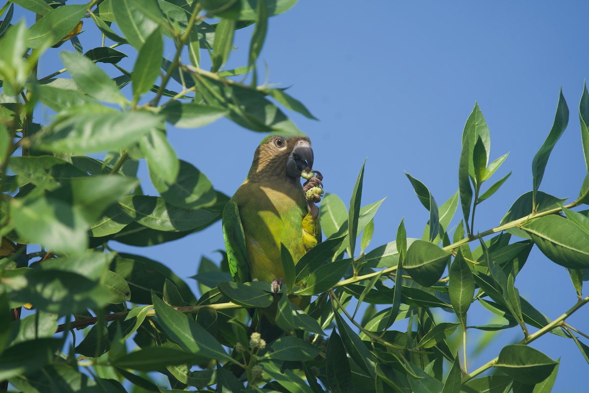 Brown-throated Parakeet - ML646431969