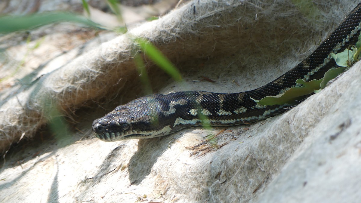 Carpet Pythons - ML646431971