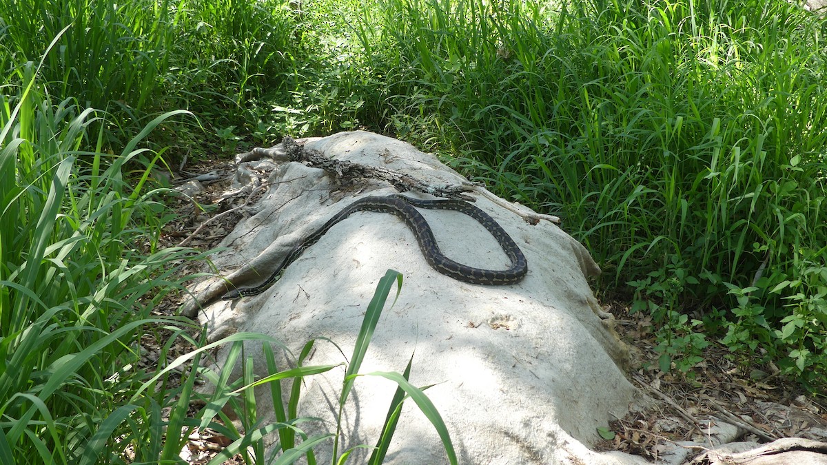 Coastal Carpet Python - ML646431972