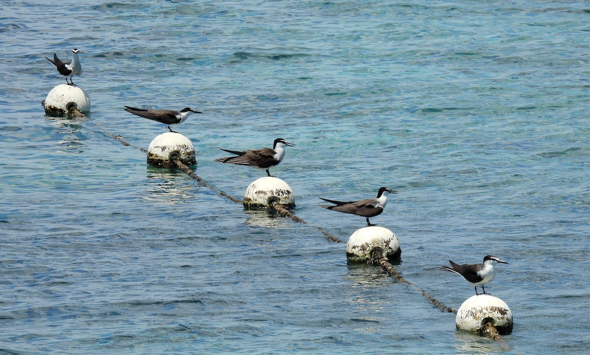 Bridled Tern - ML646431973