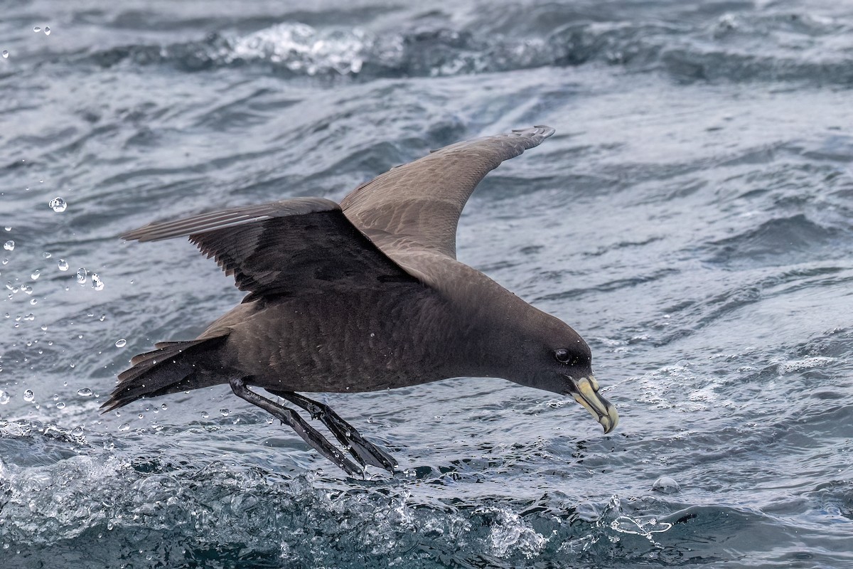 White-chinned Petrel - ML646431974