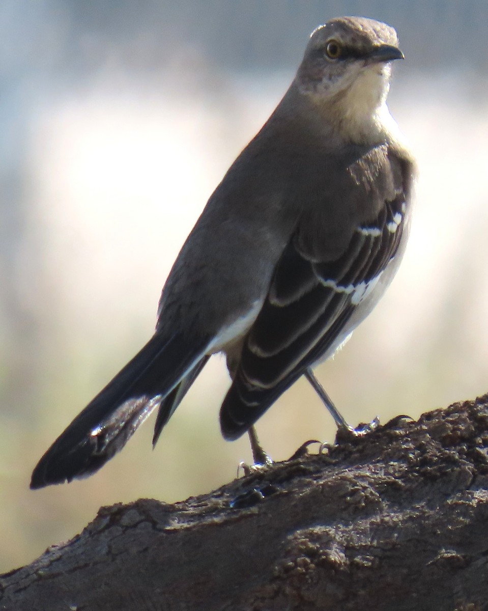 Northern Mockingbird - ML646431975