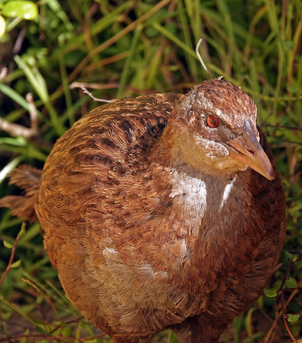 Rascón Weka - ML646431976