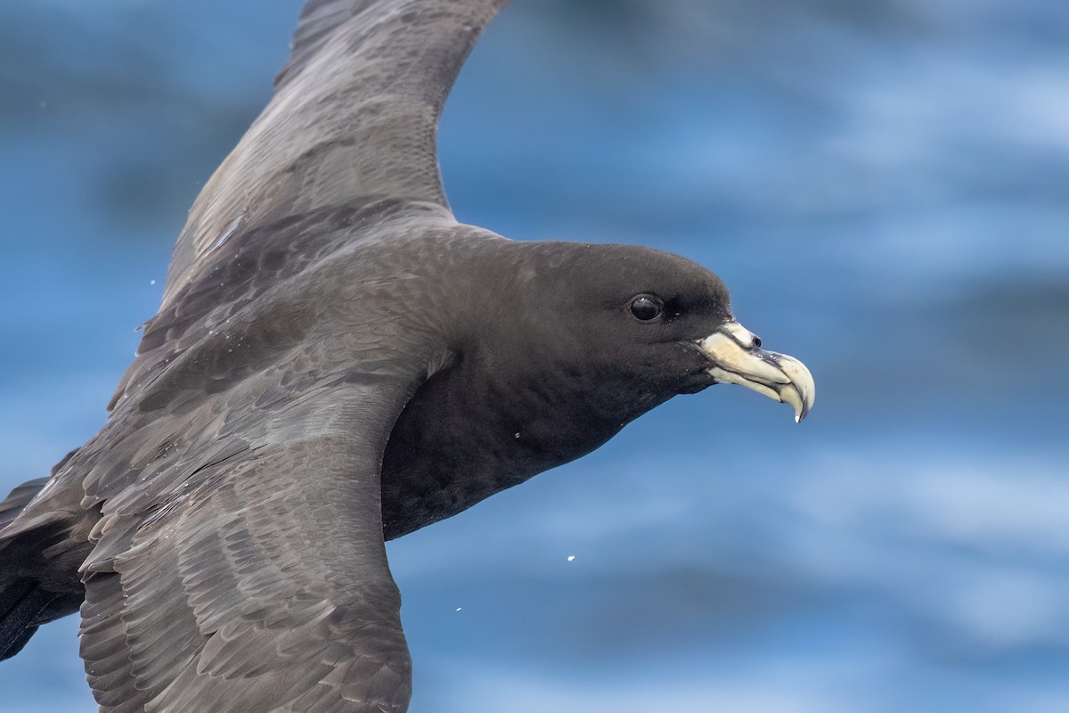 White-chinned Petrel - ML646431981