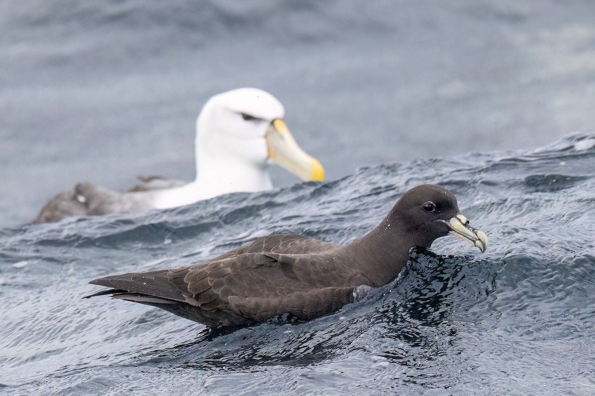 White-chinned Petrel - ML646431982