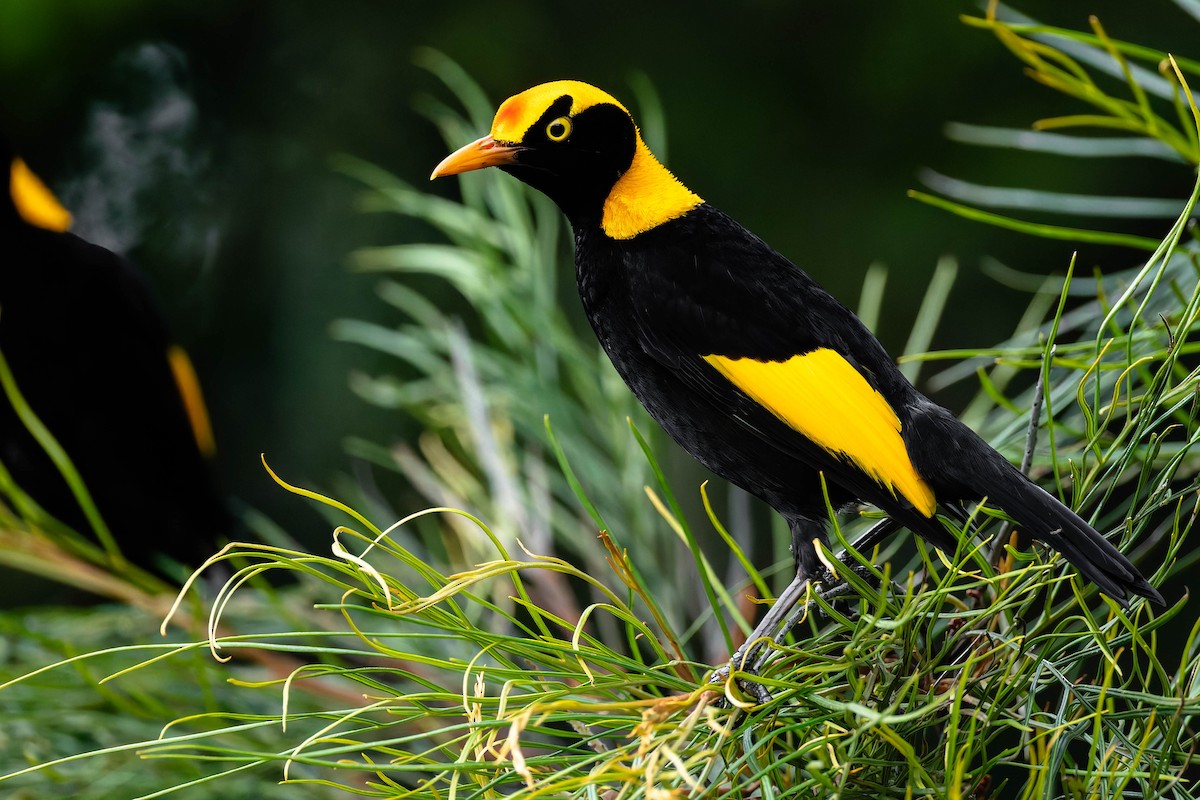 lemčík královský - ML646431987