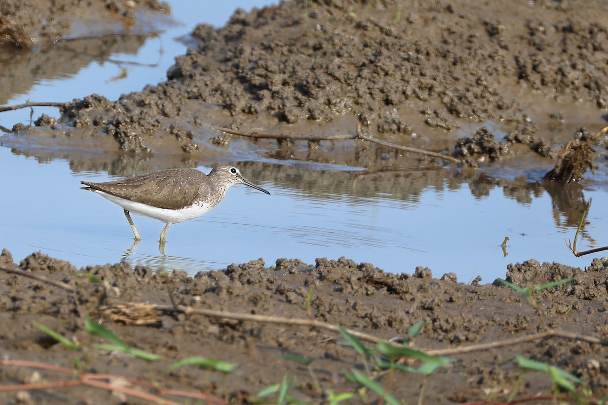 Green Sandpiper - ML646431994