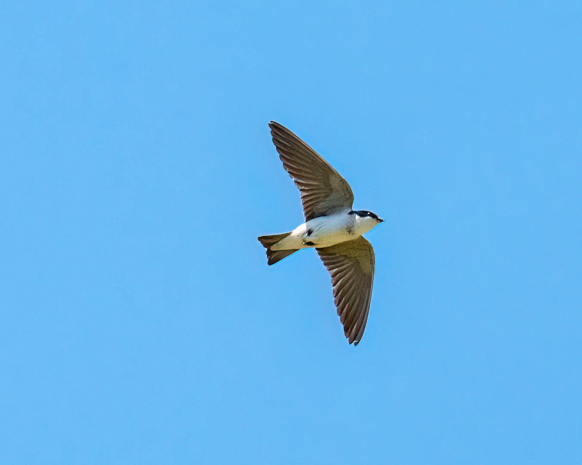 White-rumped Swallow - ML646431996