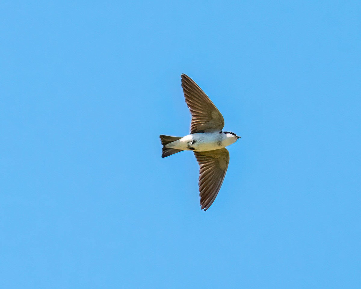 White-rumped Swallow - ML646431997