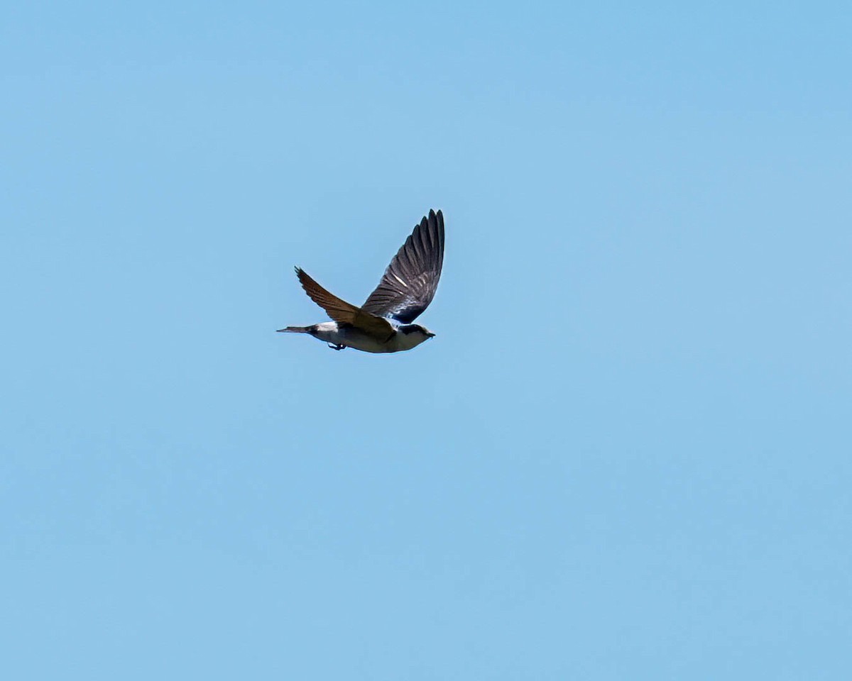 White-rumped Swallow - ML646431999