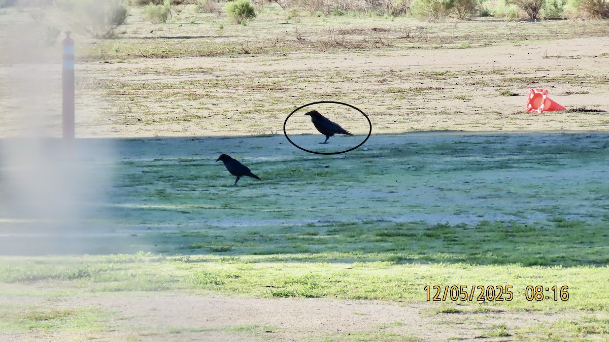 Corvo imperiale - ML646432001