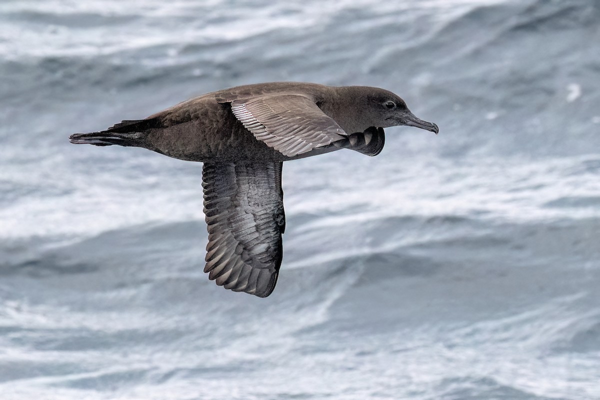 Sooty Shearwater - ML646432003