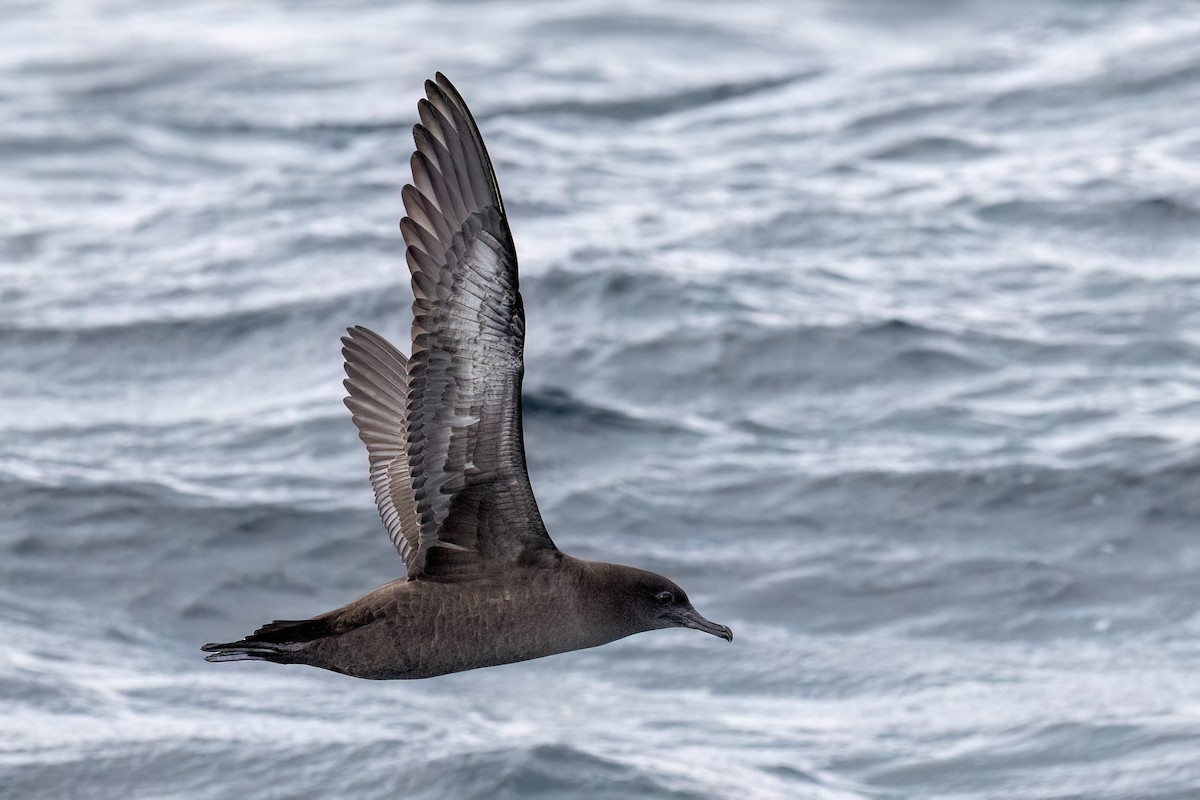 Sooty Shearwater - ML646432004