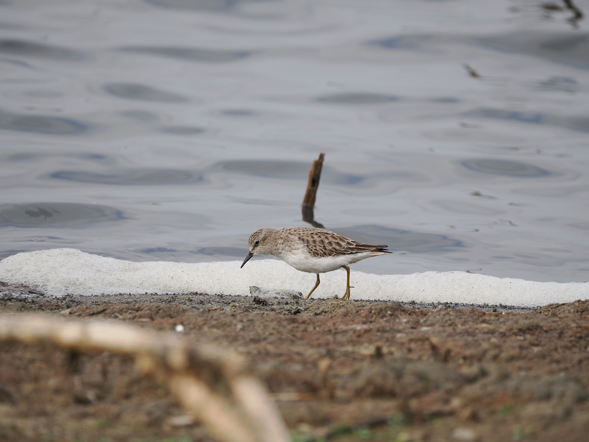 Least Sandpiper - ML646432005