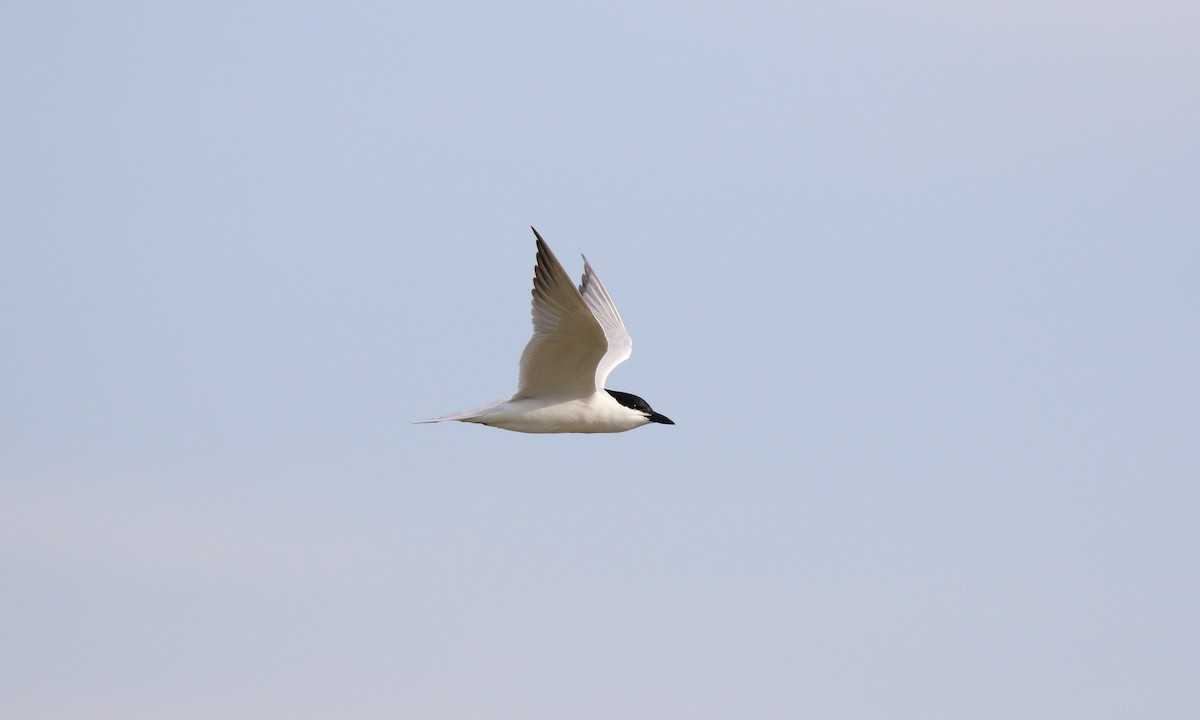 Gull-billed Tern - ML646432006