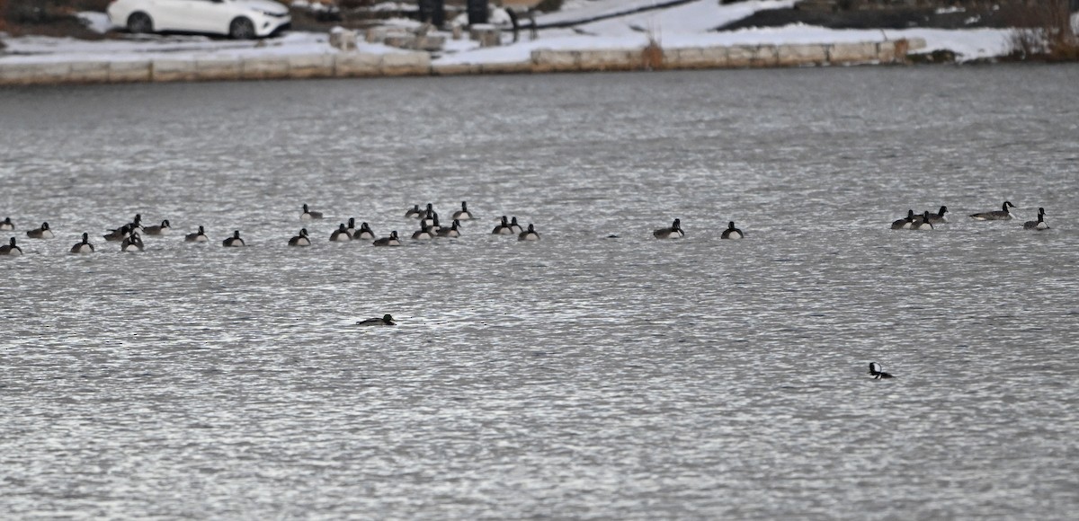 Canada Goose - ML646432008