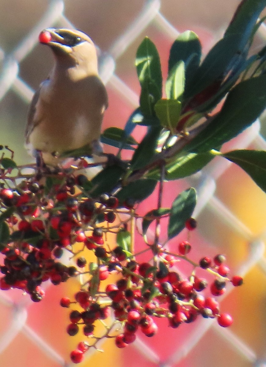 Cedar Waxwing - ML646432010