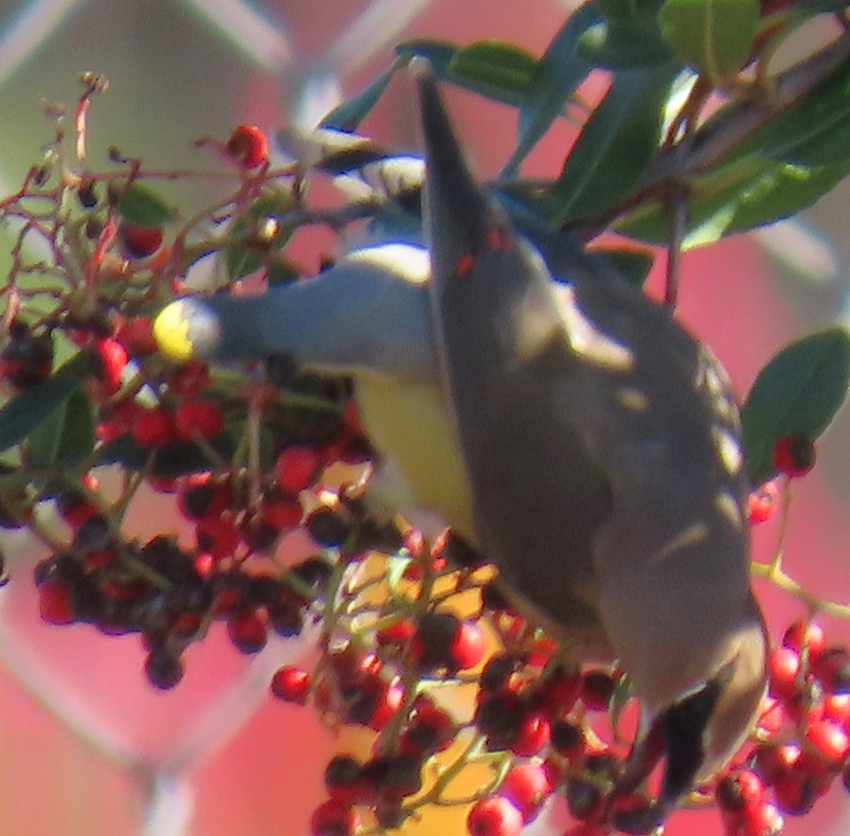 Cedar Waxwing - ML646432011