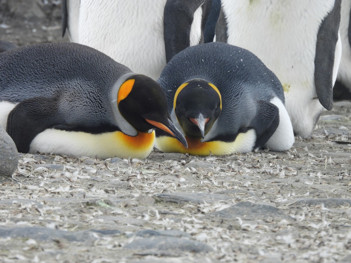 tučňák patagonský - ML646432013