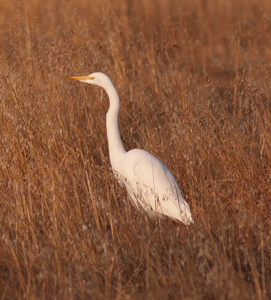 Koartza zuria - ML646432014