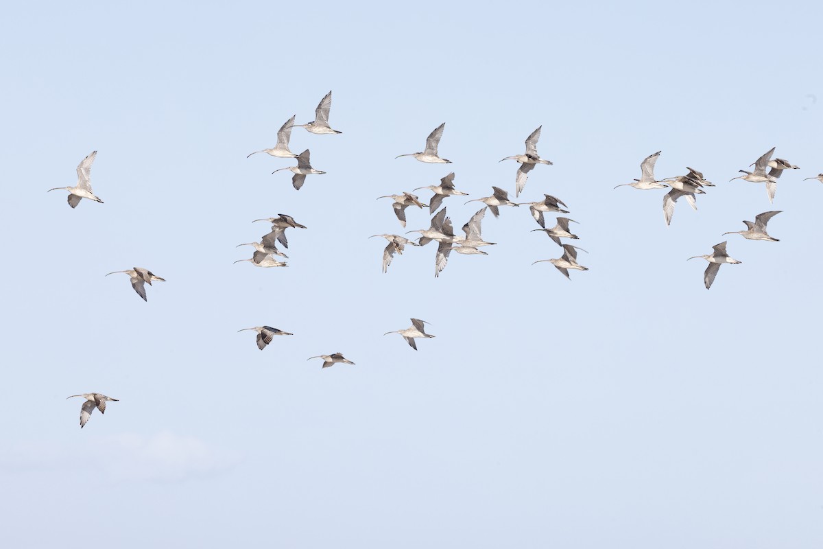 Far Eastern Curlew - ML646432015