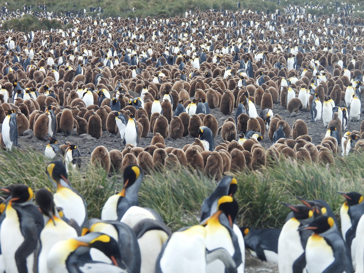 tučňák patagonský - ML646432016