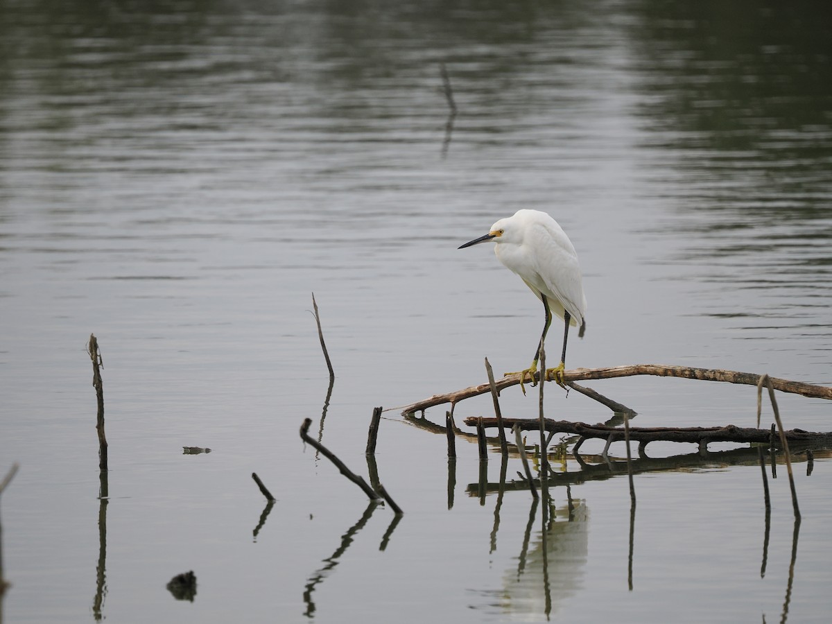 Snowy Egret - ML646432018